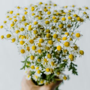 Chamomile