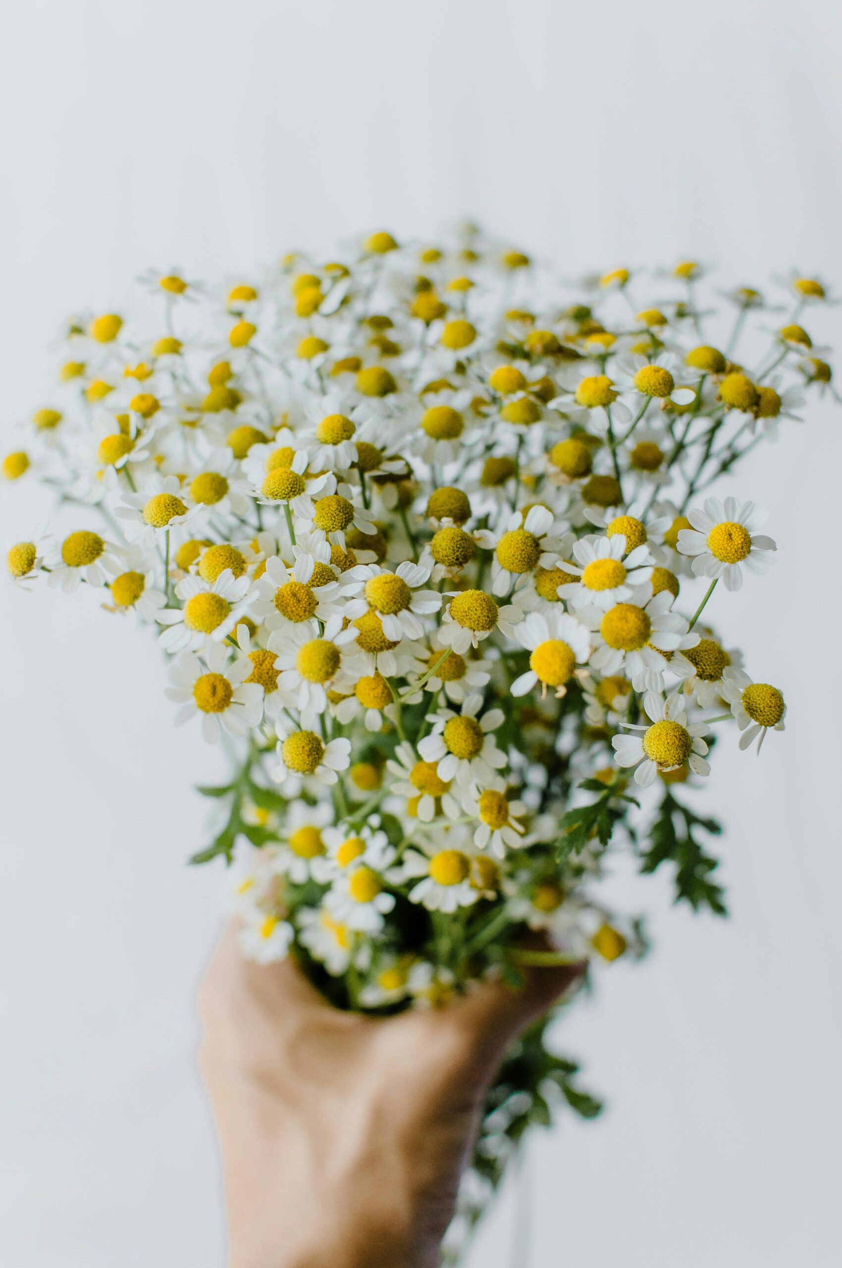 Chamomile